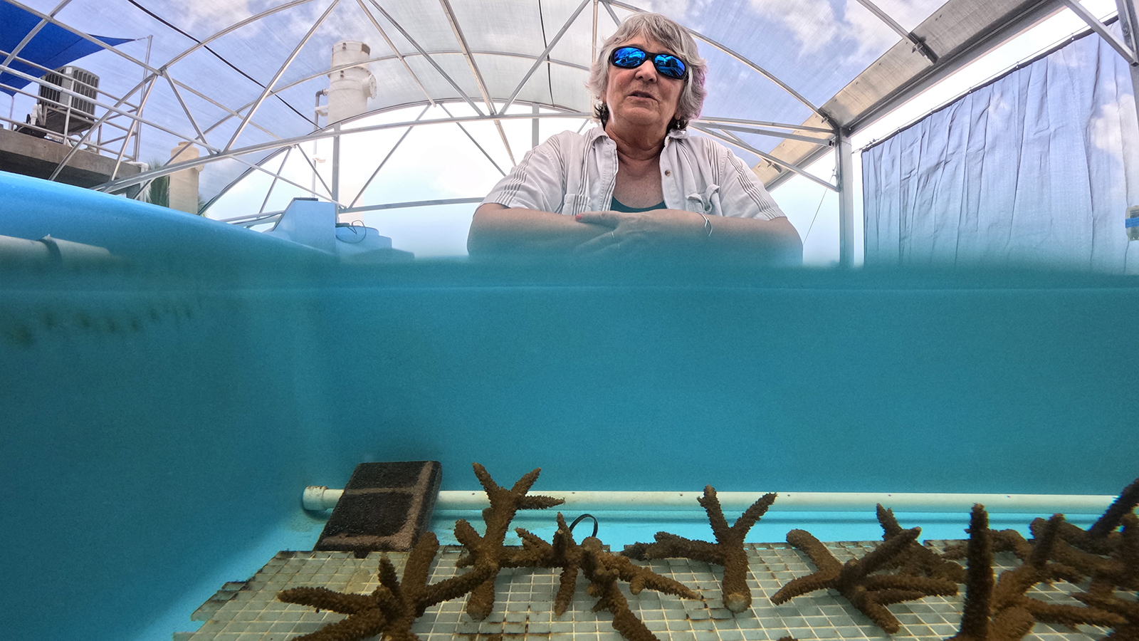 Florida Keys' Record Hot Ocean Water Prompts Coral Evacuations - Vimarsana News